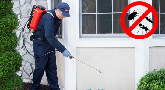 Çubuk Pire İlaçlama böcek ilaçlama ve haşere kontrolü — ilaclama-tr.com